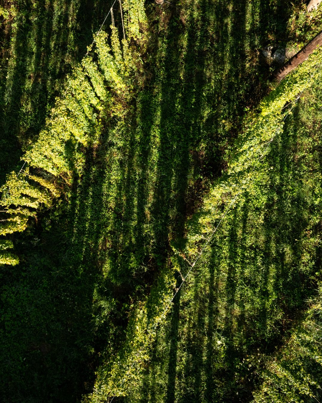 récolte houblon